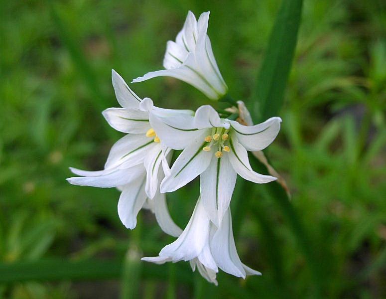 Allium triquetrum / Aglio trigono